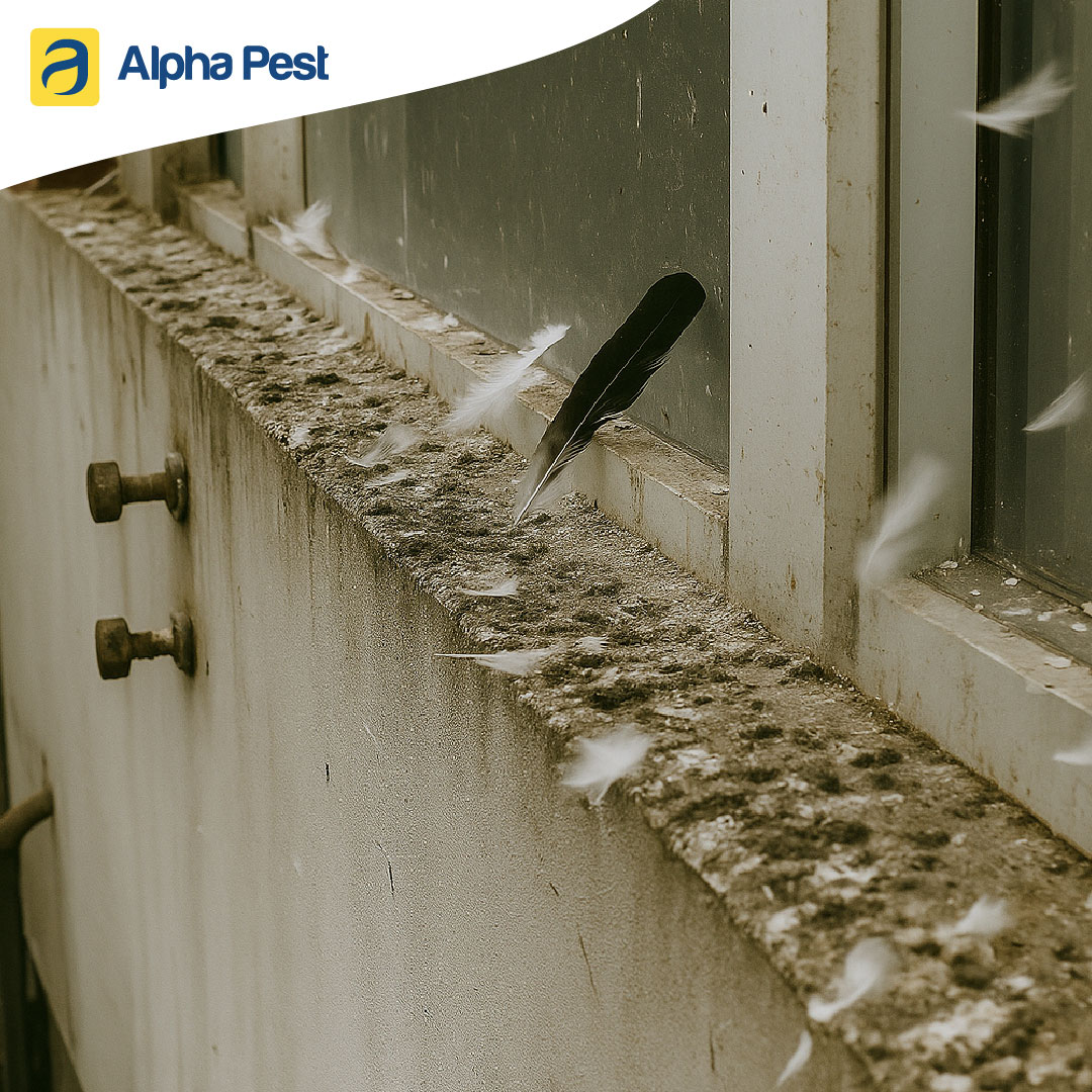 A Dirty ledge, with pigeons excrement and feathers