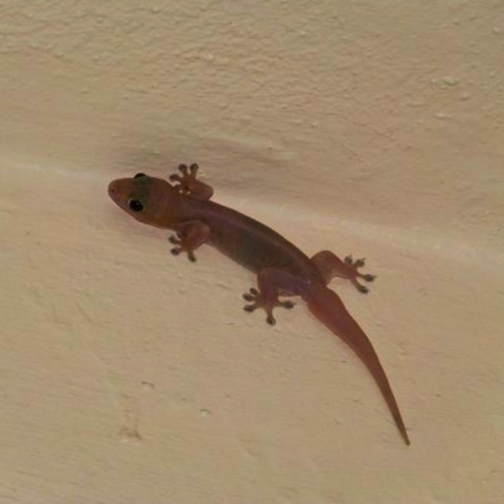 A lizard crawling on a wall