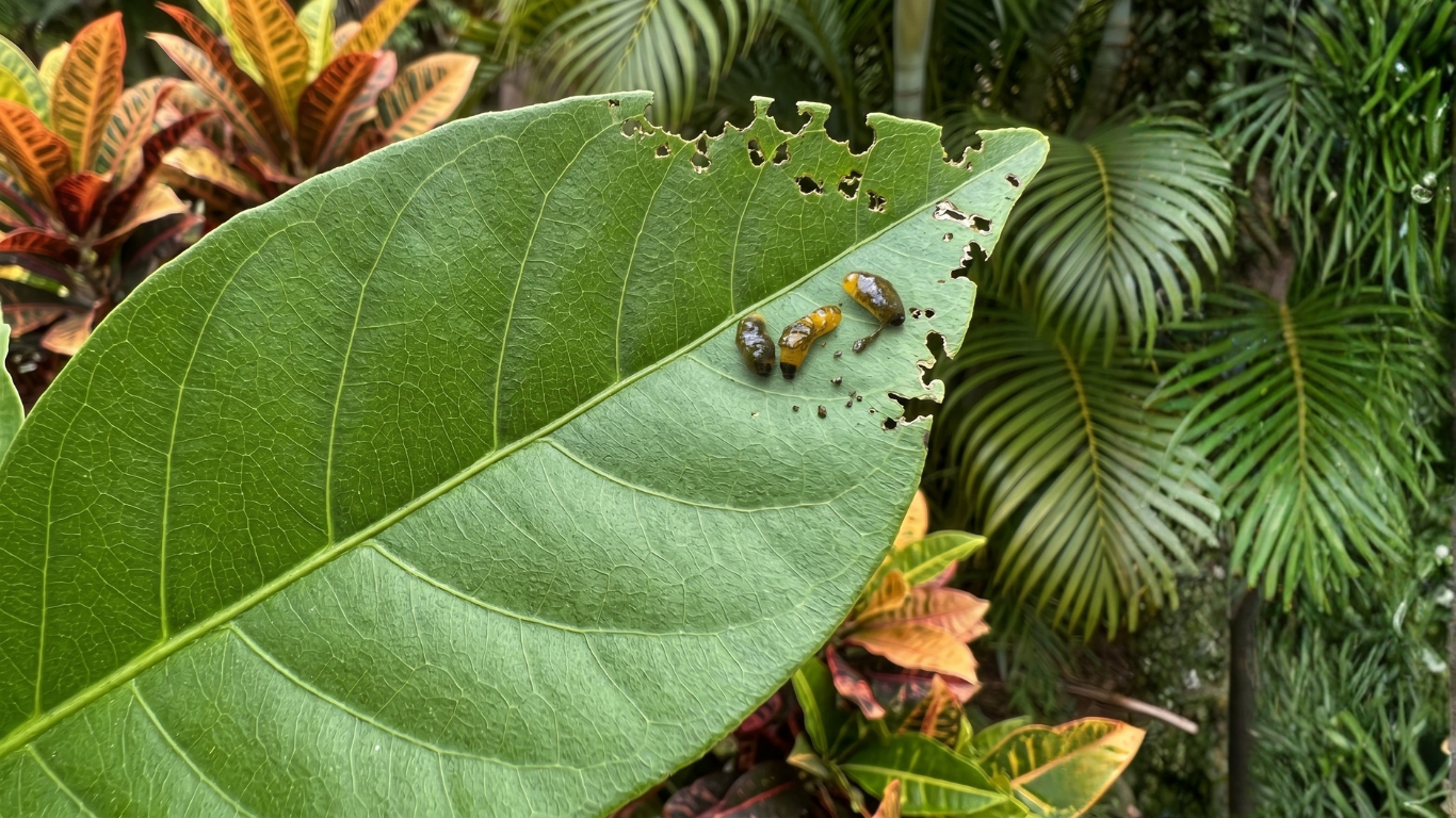 Hog plum beetle larvae on leaves